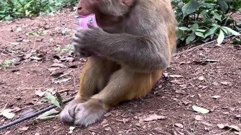 This monkey is so clean