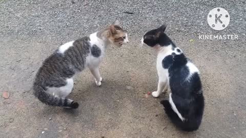 Cat vs cat | Two cat sound