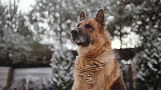 German Shepherd Dogs! (5 Interesting Quick Facts)