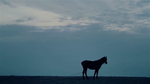 Lone horse at night