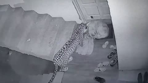 Leopard attacks neighbours dog at my Home