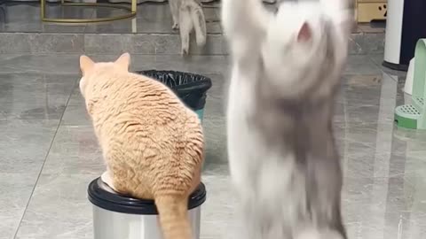 Cute cats play tennis