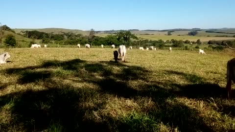 Vaca com boa habilidade materna!