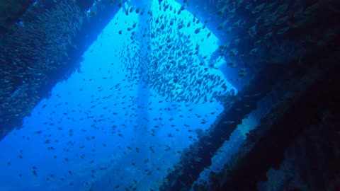 Red Sea SCUBA Diving - schooling fish on wreck