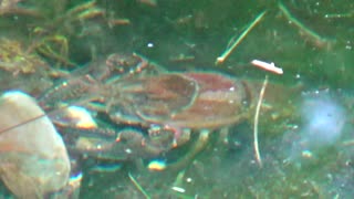 Crayfish