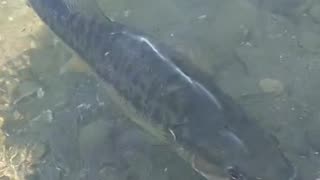 Release Of A Beautiful Little Spotted Bass