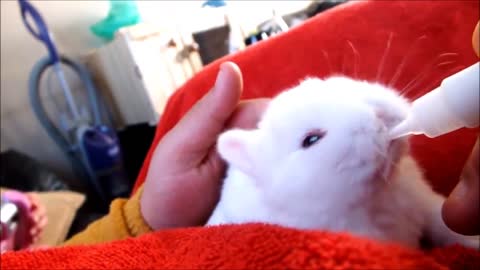 CUTE BABY BUNNY COMPILATION