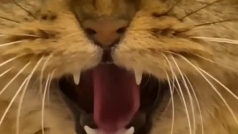 Cat funny song singing
