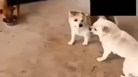 Dog funny Moments