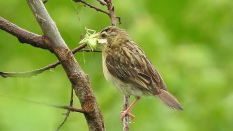 A bird prepares to eat a grasshopper
