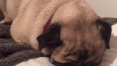 Sleepy sad snoring pug pup