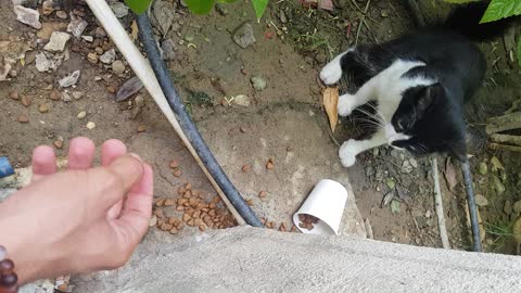 Impatient Kitty Can’t Wait for Its Food