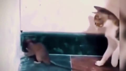 very funny cats and mouse😻😾 !funny animal videos 2023!animal lovers! #shorts #viral #funny #animals