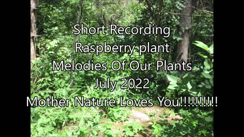 Short Recording Wild Raspberry July 2022