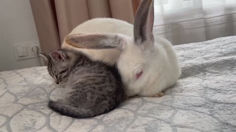 Kitten Sleeping with Rabbit [Cuteness Overload]