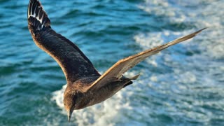 The Great Skua: Close Up HD Footage (Stercorarius skua)