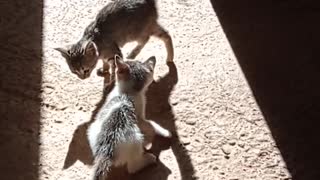 Two little cats are playing each other