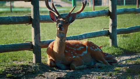 Funny deer