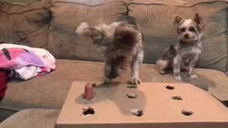 Dog plays Whack a Mole with hotdog