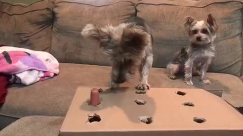 Dog plays Whack a Mole with hotdog