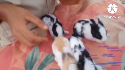 Cute rabbits baby