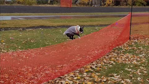 Waldo the Boston Terrier Has Mad Hops