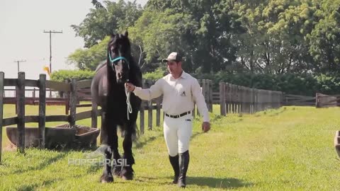 Conheça o cavalo friesian, o nobre holandês que conquista corações