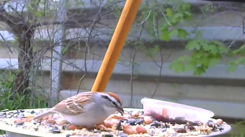 Chipping Sparrow