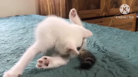 Cute cat 🐈 funny video