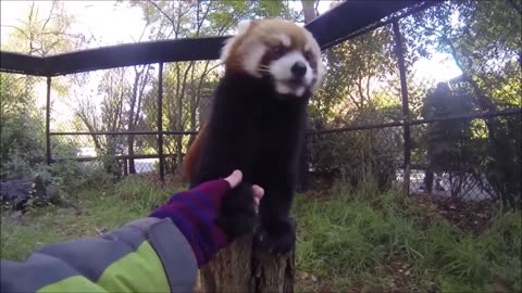 Baby red panda