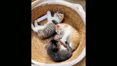 beautiful kittens - beautiful kittens playing funny pets,cute catvideos,funny cat