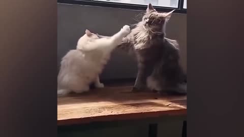 Funny cats 2024 | "Laugh Out Loud: Funny Animal Videos Guaranteed to Brighten Your Day!"