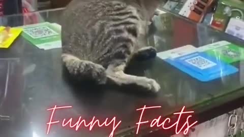FUNNY CATS (Viral Videos)