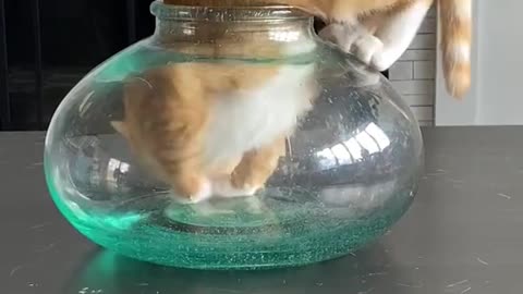 Funny cat sitting in the pot