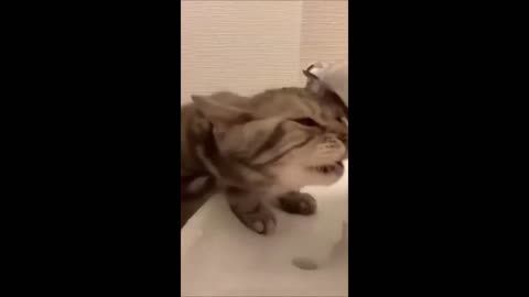 Crazy cat doing funny things
