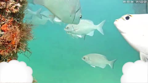Fish gathering underwater in the ocean on camera