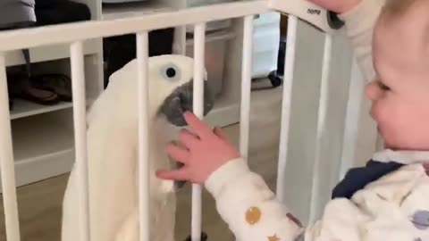 That time Marni the cockatoo escapes from baby