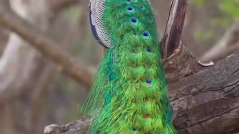 Peacock Dancing on Tree Branch