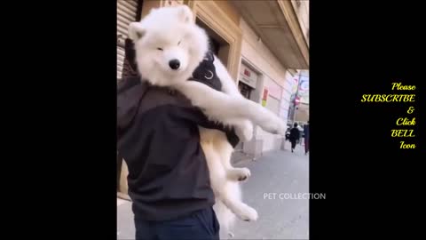 🤣🤣🤗😍Cute Funny Dogs Compilations🤣🤣