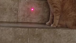 Cat and a laser pointer