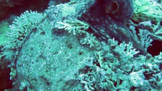 Attack and predation..! Murray on the Octopus - HD video - 2