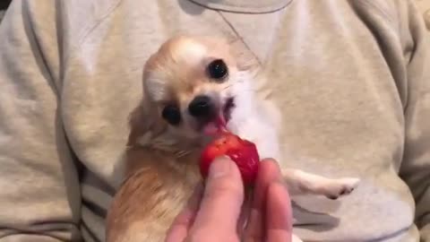 dog eating strawberry