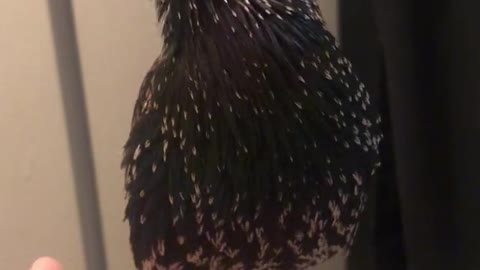 this bird went Viral on social media! This bird has skills with its voice! | Short Clips
