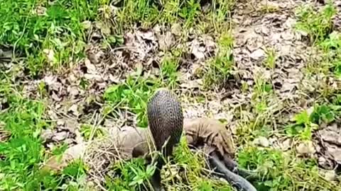 King cobra VS Lizard 😱 #wildanimals #snake #kingcobra #lizard #animals