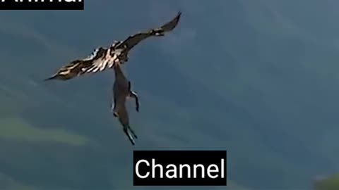 Animals flying catch a fish