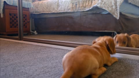 Dachshund Seeing Self in Mirror!