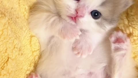 Meowing with Milk, The "Meows" of Little Kittens Melt Hearts Away