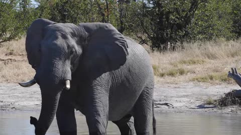 African Wildlife: Food Fight | Animals Worlds One Planet in Savuti National Park - Real Sounds