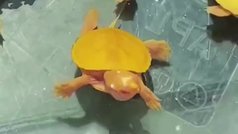 Turtle 🐢 baby taking shower and playing