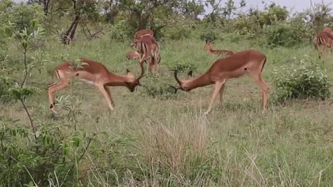 Impala Rams Fighting Copyright Free Animal Videos.